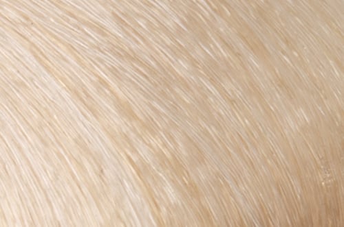 Faction8 Permanent Haircolor 2 oz