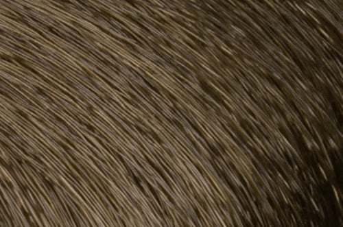 Faction8 Permanent Haircolor 2 oz