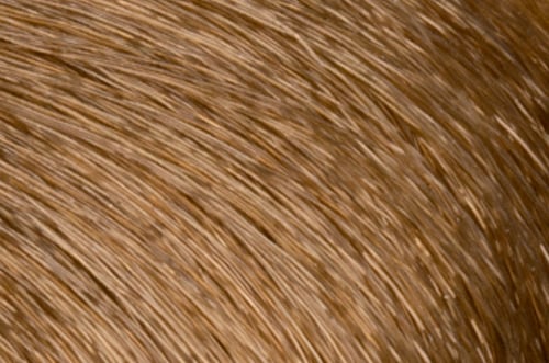 Faction8 Permanent Haircolor 2 oz