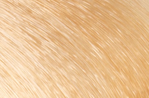 Faction8 Permanent Haircolor 2 oz