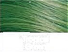 Tropical Green Graffiti Glam